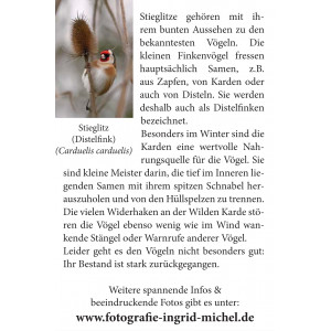 Grußkarte Vogelporträt: Stieglitz an Wilder Karde